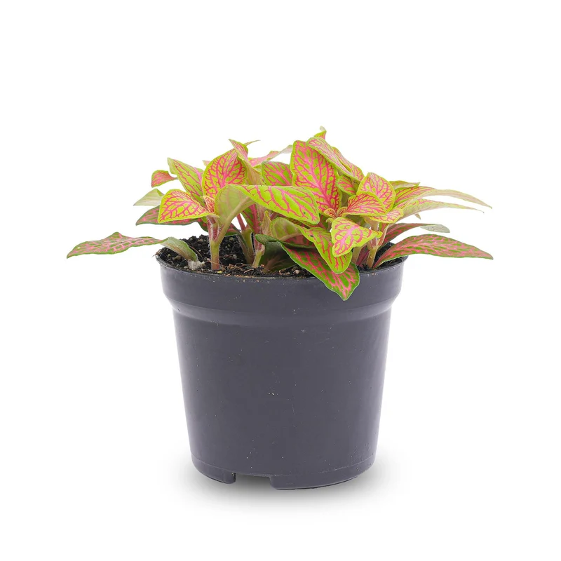 Fittonia Orange Pink Ruby Lime Mosaik-Pflanztopf Größe 8cm