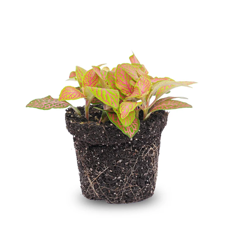 Fittonia Orange Pink Ruby Lime Mosaik-Pflanztopf Größe 8cm