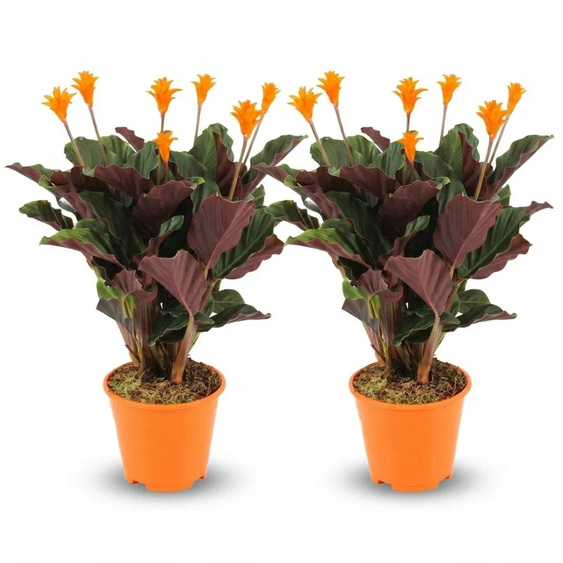 Calathea Crocata - 2 Stück - Ø 14 cm - Höhe: 40 - 45cm