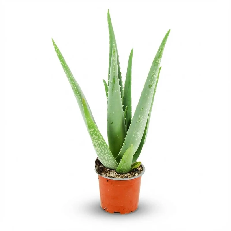 Aloë Vera - Ø 10,5 cm - Höhe: 35 - 40cm