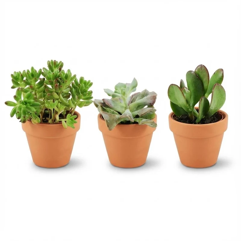 Mini Sukkulenten Mix - 3 Stück - Ø 8,1 cm - Höhe: 5-10 cm - Terrakottatöpfe