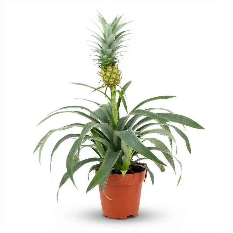 Ananaspflanze Mi Amigo - Ø 12 cm - Höhe: 35 - 40 cm