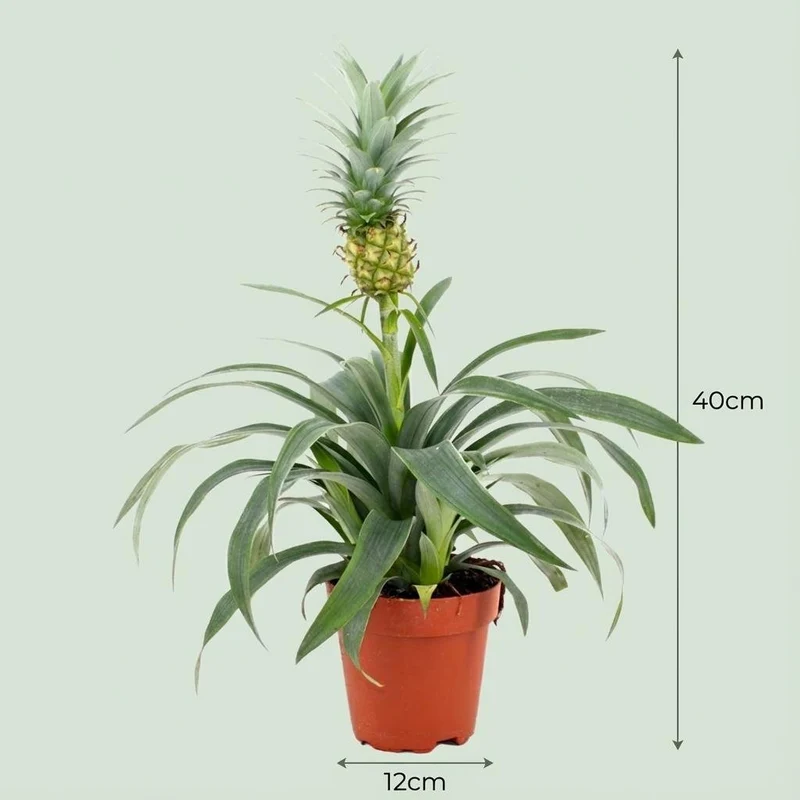 Ananaspflanze Mi Amigo - Ø 12 cm - Höhe: 35 - 40 cm