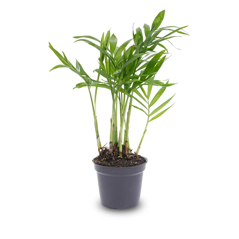 Bergpalme Chamaedorea elegans 'Baby' Terrariumpflanze Topf 6cm