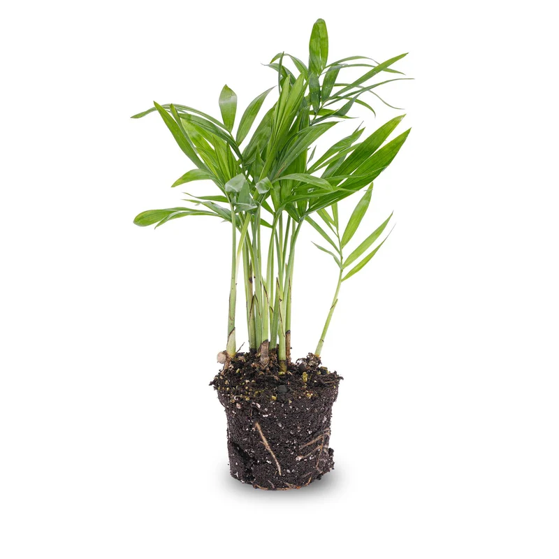 Bergpalme Chamaedorea elegans 'Baby' Terrariumpflanze Topf 6cm