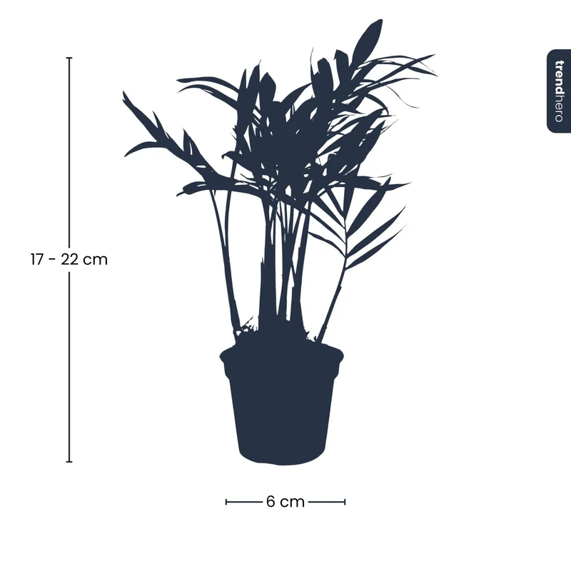 Bergpalme Chamaedorea elegans 'Baby' Terrariumpflanze Topf 6cm