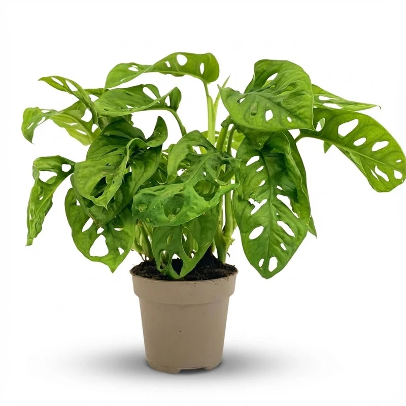 Monstera Adansonii Monkey Mask - Ø 12 cm - Höhe: 25-35cm