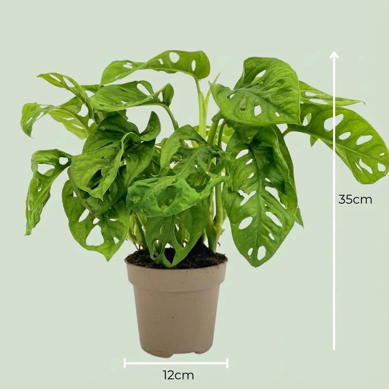 Monstera Adansonii Monkey Mask - Ø 12 cm - Höhe: 25-35cm