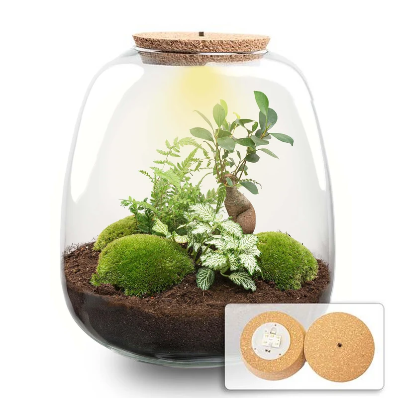 Pflanzen Terrarium Emma Bausatz 25 cm Ø 23 cm Bonsai Weiß