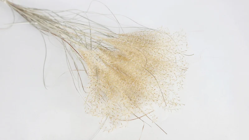 Miscanthus NL - 10 Stängel - Naturfarbe