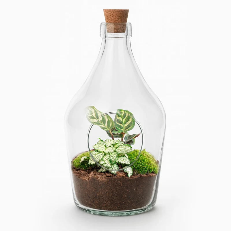 Korbmarante kaufen – Open terrarium Joss - Calathea Makoyana & Fittonia white Tiger - ↑ 30 cm