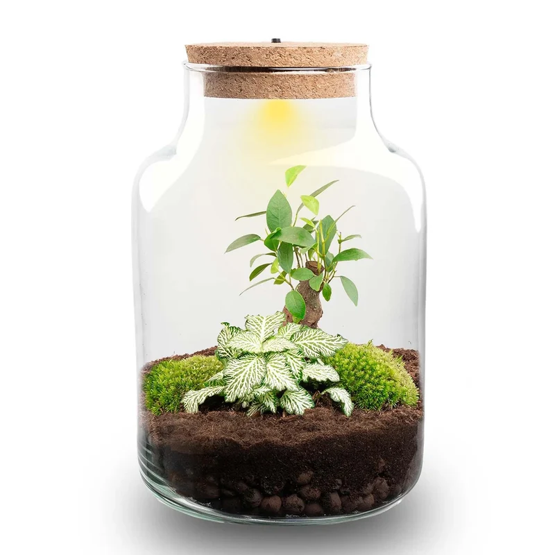 DIY-Pflanzenterrarium mit Beleuchtung Little Milky Bonsai Ø 17 cm 25 cm