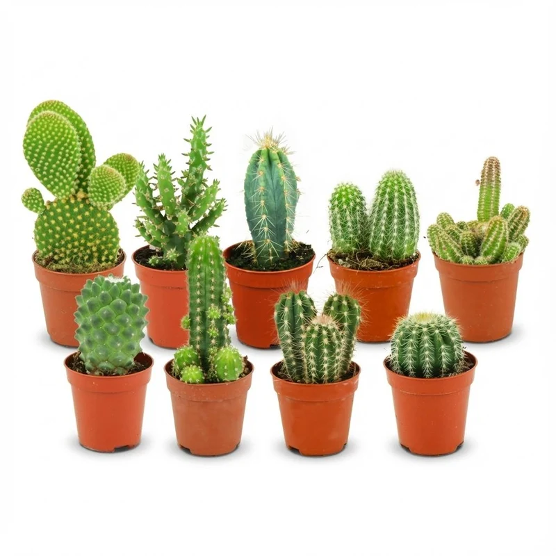 Mini Kakteen Set - 9 Stück - Ø 5.5 cm - Höhe: 5-10 cm