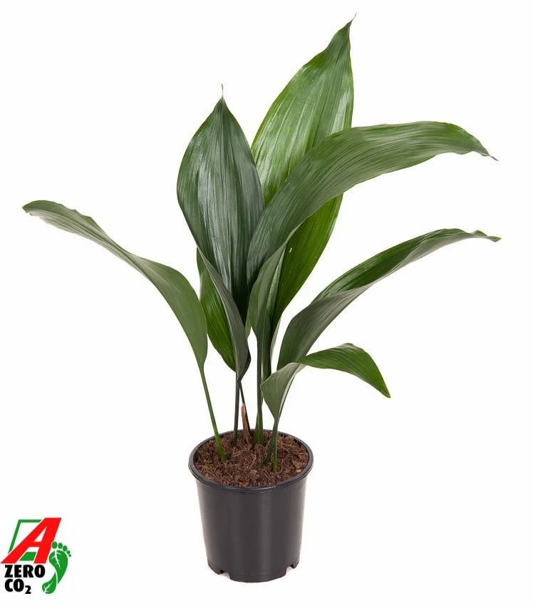 Aspidistra Elatior - Ø13cm - ↕50cm