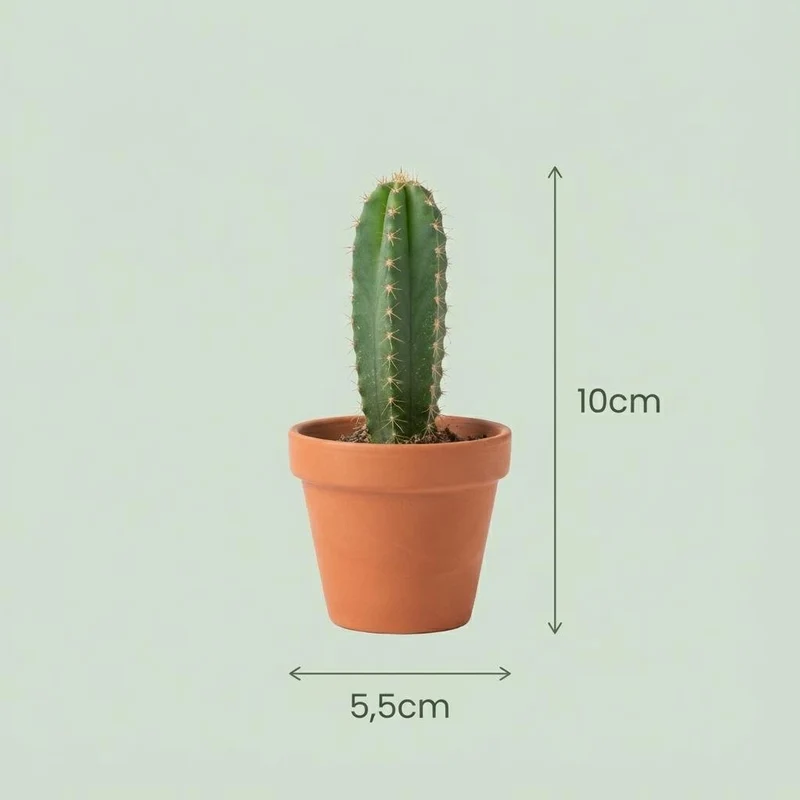 Mini Kakteen Set - 6 Stück - Ø 5.5 cm - Höhe: 5-10 cm