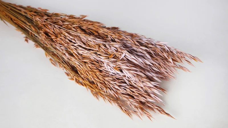 Hafer getrocknet - 1 Bund - Frost orange