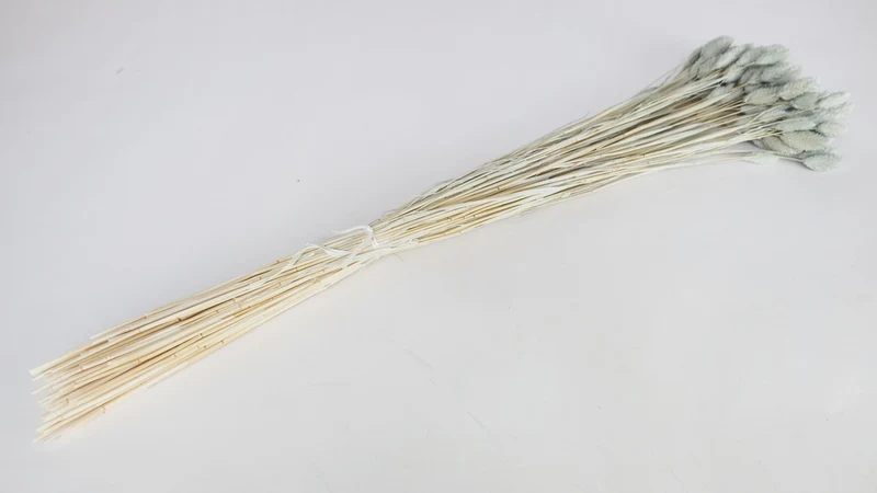 Phalaris getrocknet - 1 Bund - Blaugrau hell