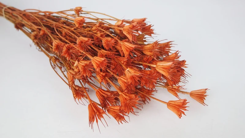 Nigella orientalis - 1 Bund - Terracotta