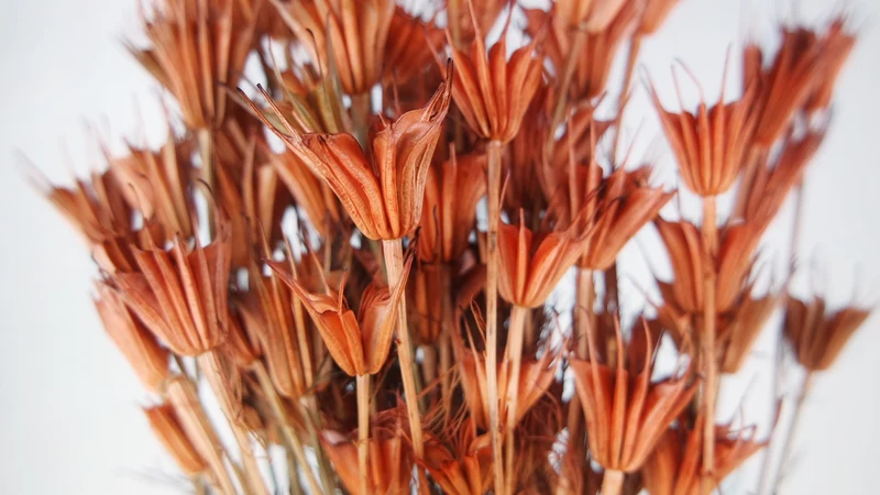 Nigella orientalis - 1 Bund - Terracotta