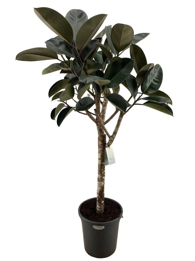 Ficus elastica burgundy - 170 cm