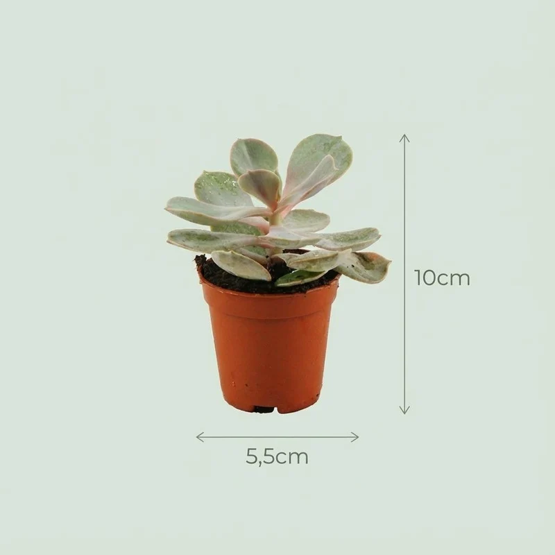 Mini Sukkulenten Mix - 18 Stück - Ø 5,5 cm - Höhe: 5-10 cm