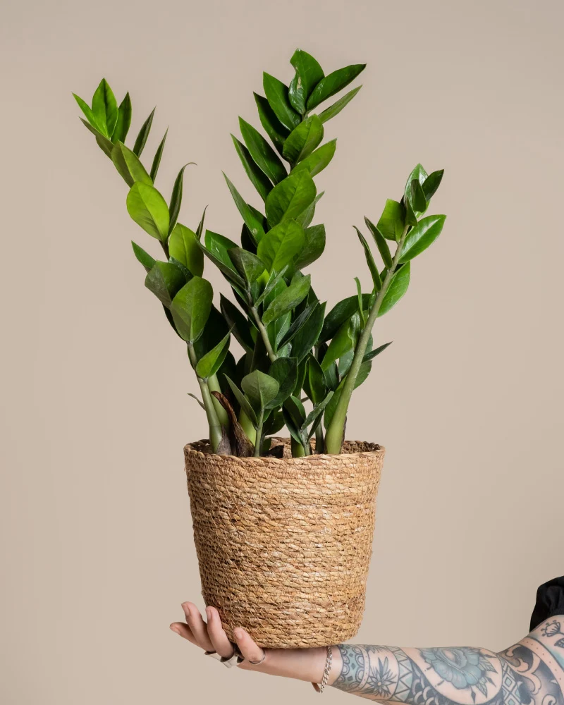 Pflanzkorb aus Seegras (Kesat | 18 cm ⌀)