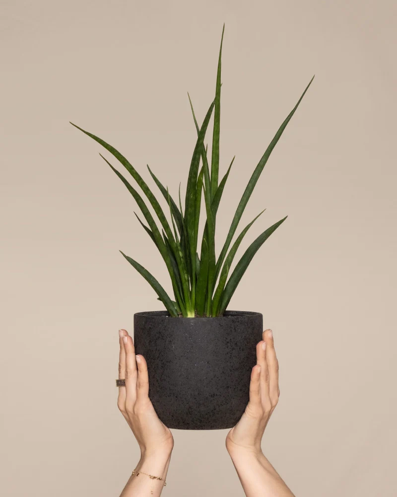 Sansevieria 'Friends'