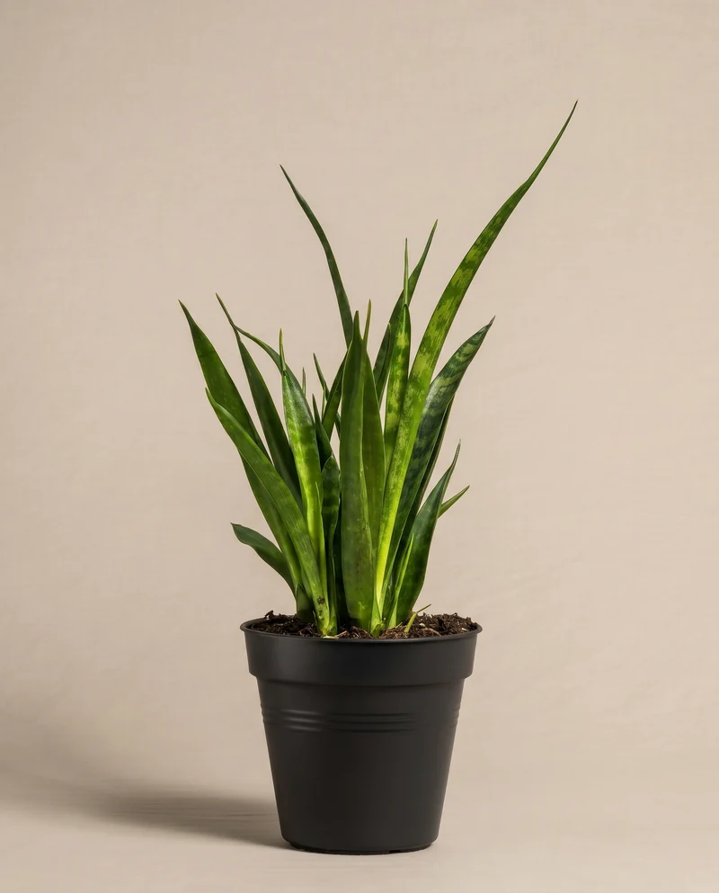 Sansevieria 'Friends'