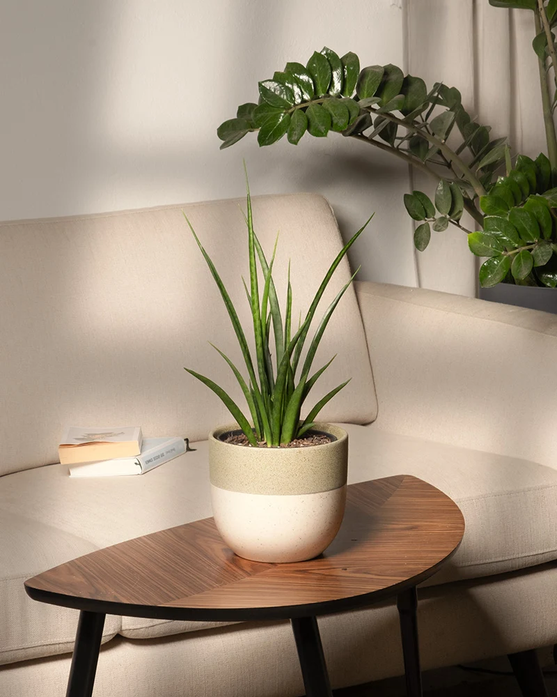Sansevieria 'Friends'