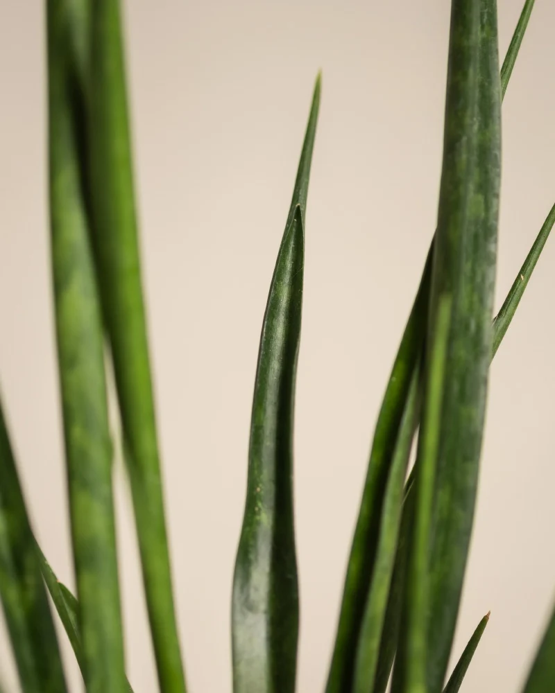 Sansevieria 'Friends'