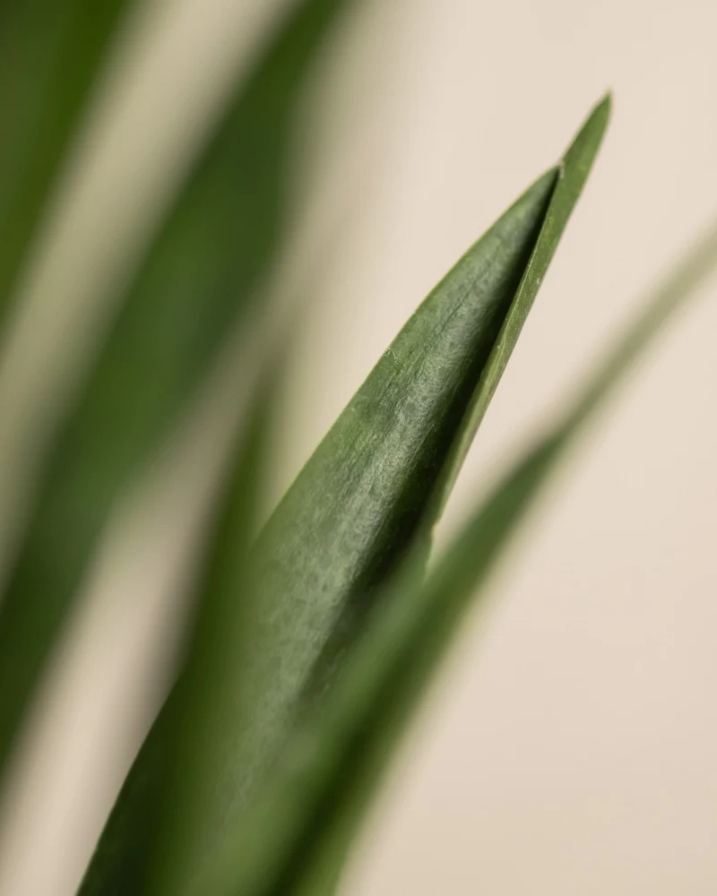 Sansevieria 'Friends'