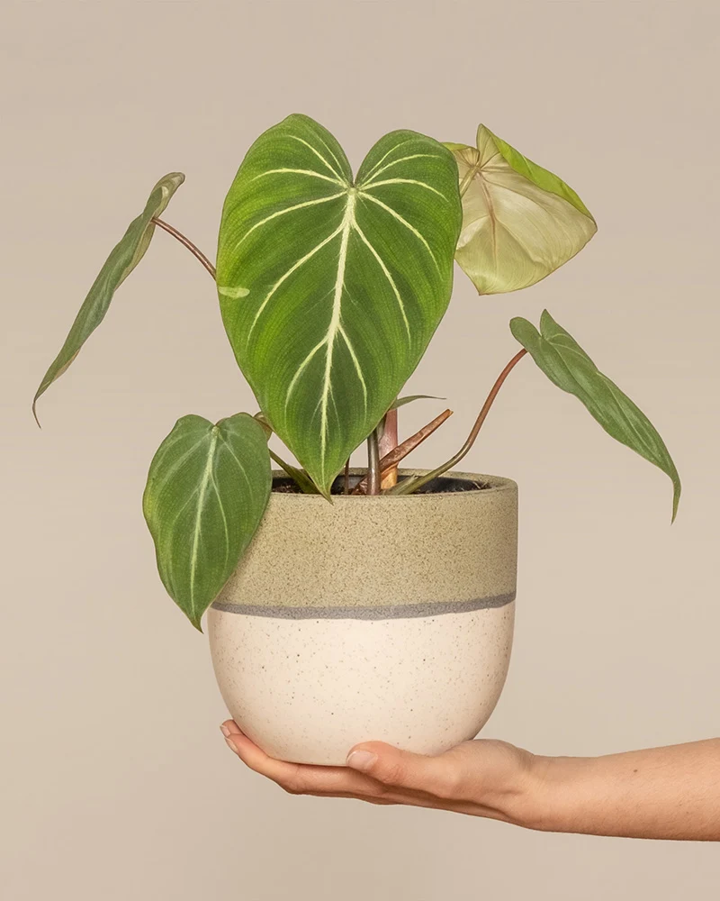 Philodendron gloriosum