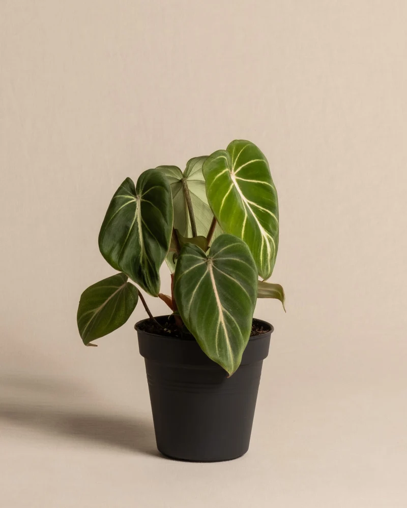 Philodendron gloriosum