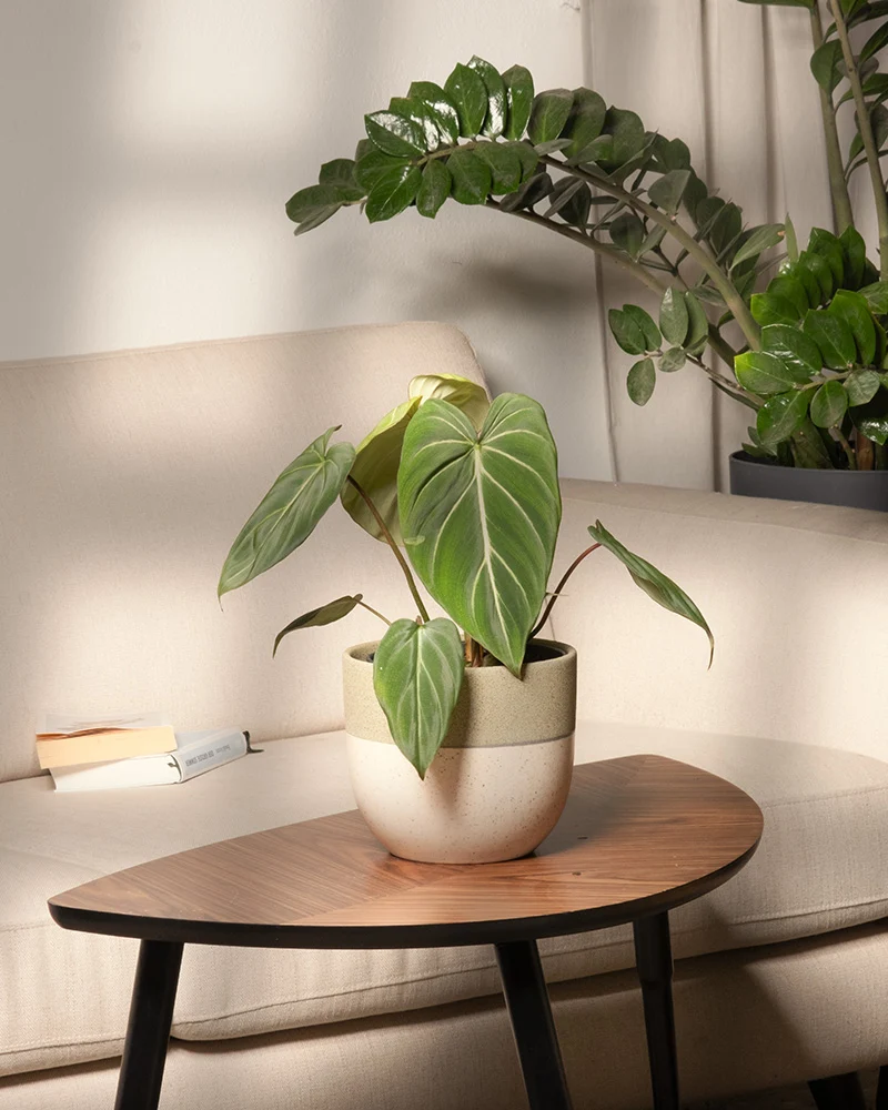 Philodendron gloriosum