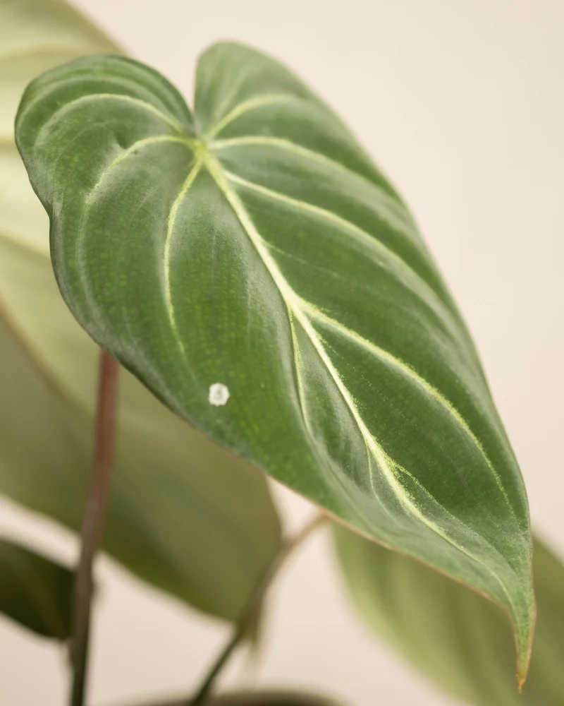 Philodendron gloriosum