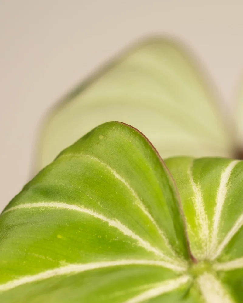 Philodendron gloriosum