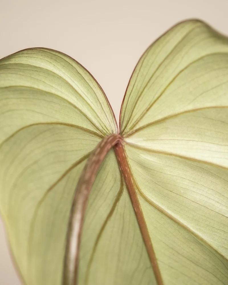 Philodendron gloriosum