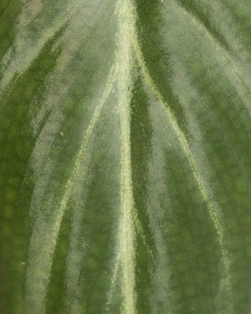 Philodendron gloriosum