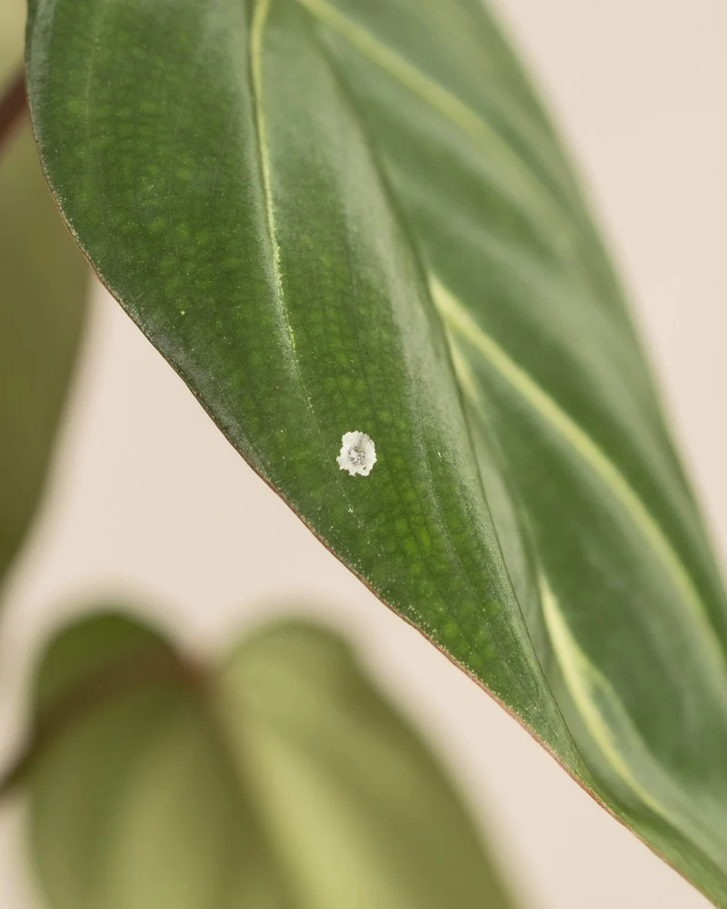 Philodendron gloriosum