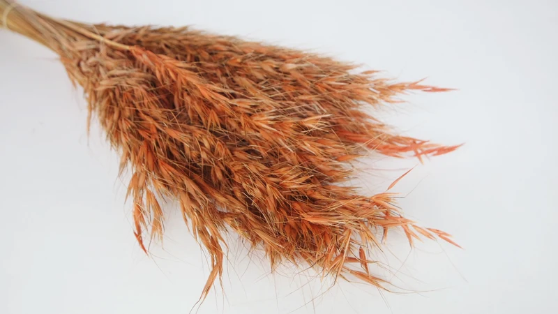 Wild Hafer getrocknet - 1 Bund - Terracotta