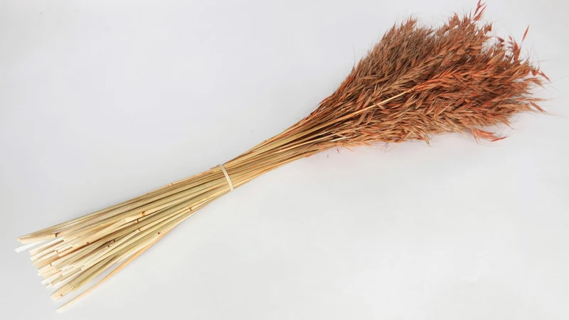 Wild Hafer getrocknet - 1 Bund - Terracotta