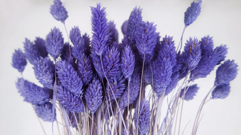 Phalaris getrocknet - 1 Bund - Violett