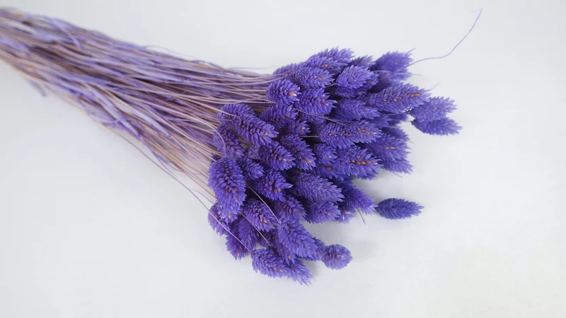 Phalaris getrocknet - 1 Bund - Violett