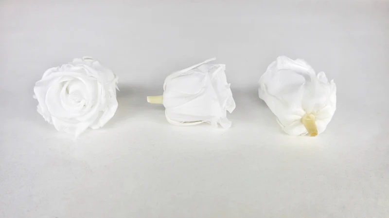 Stabilisierte Rosen Kiara 5 cm - 8 Stück - Pure white
