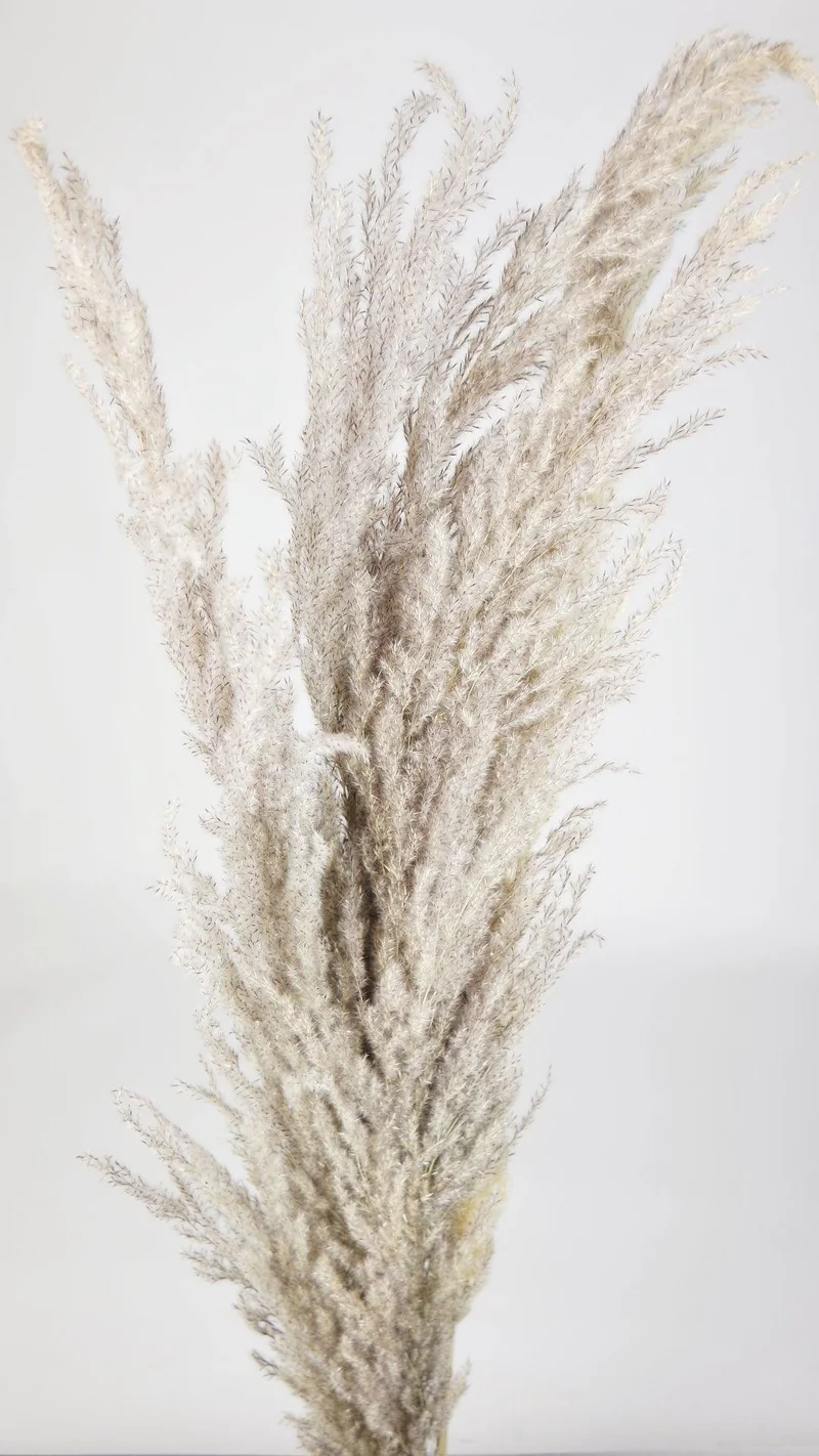 Erianthus 100 cm - 5 Stängel - Naturfarbe