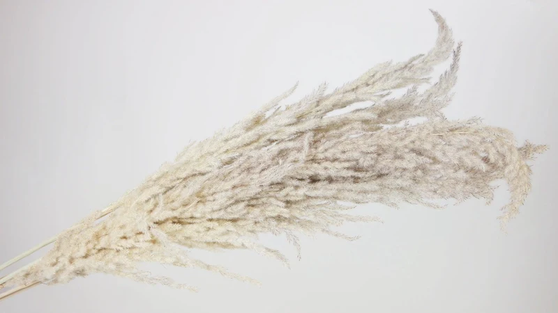 Erianthus 100 cm - 5 Stängel - Naturfarbe