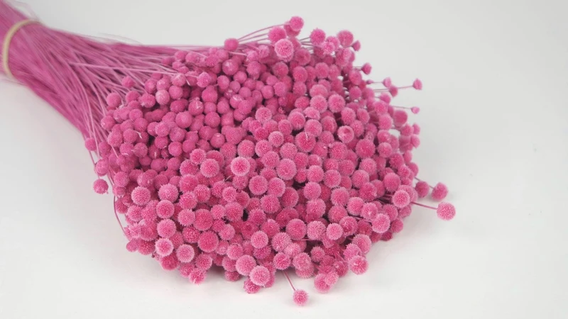 Boton mini getrocknet - 1 Strauß - Violettrosa