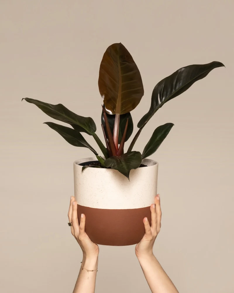 Philodendron 'Imperial Red'