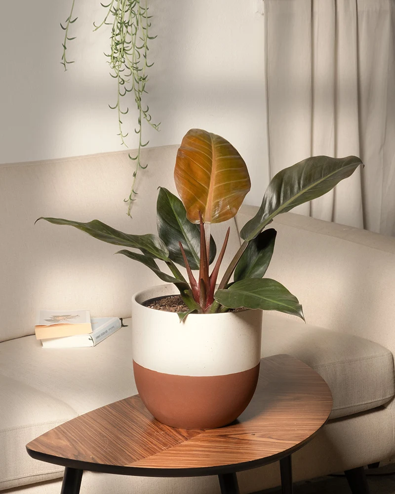 Philodendron 'Imperial Red'
