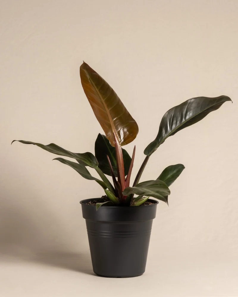 Philodendron 'Imperial Red'